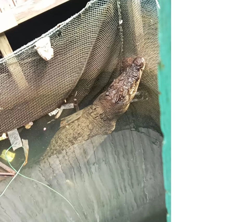 Buaya yang diamankan.