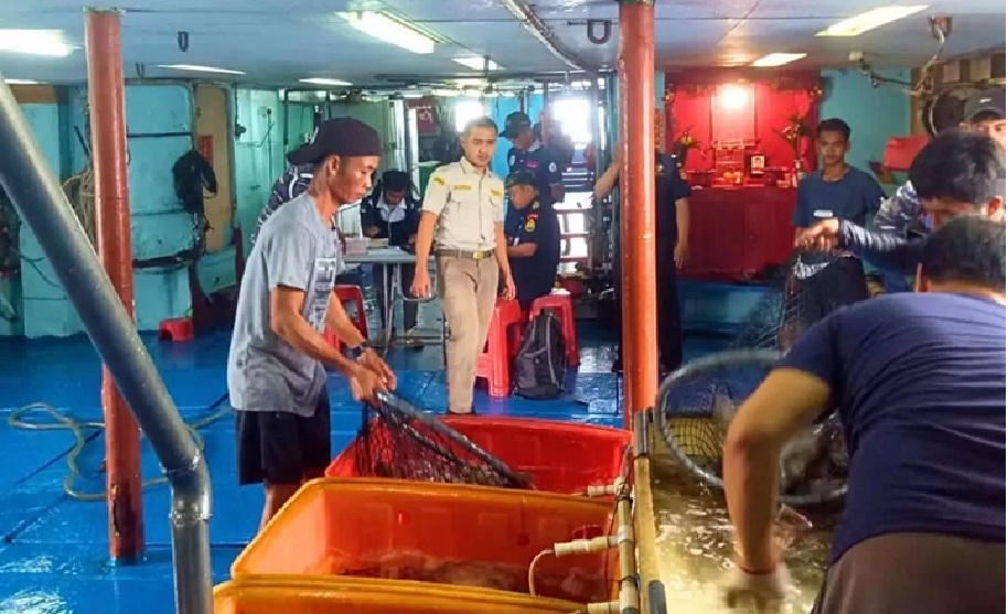 Kini pelaku usaha ekspor ikan hidup asal Berau mengalihkan pasar untuk domestik, setelah terhentinya aktivitas ekspor.