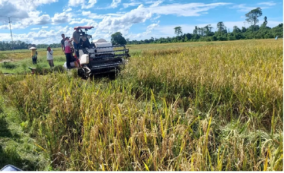 PANEN PADI : Aktivitas petani saat memanen padi menggunakan alat mekanisasi.
