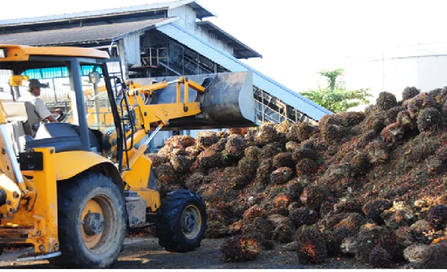 KOMODITAS : Kelapa sawit salah satu komoditas ekspor Provinsi kalimantan Tengah. (dokumen/radar sampit)