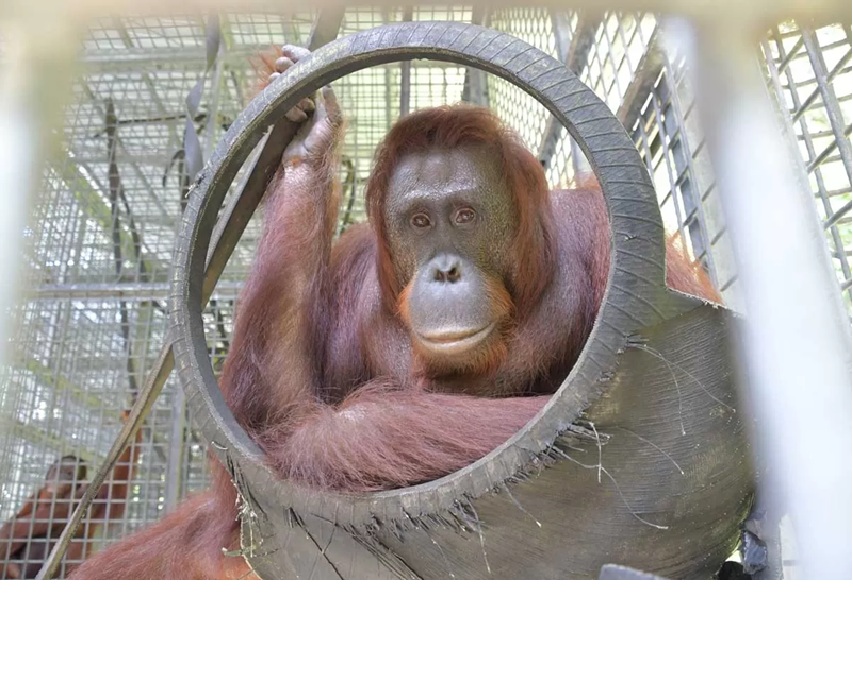 Salah satu orangutan yang dibebasliarkan.