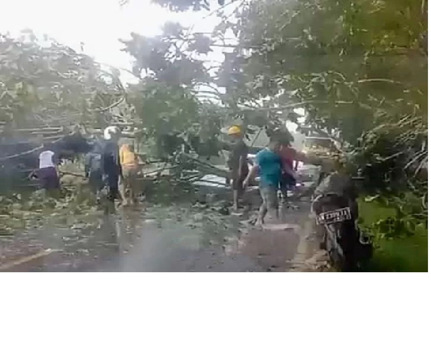 Pohon tumbang akibat angin kencang menghalangi jalan di Desa Bajarum, Kecamatan Kota Besi, Kabupaten Kotawaringin Timur, belum lama ini.