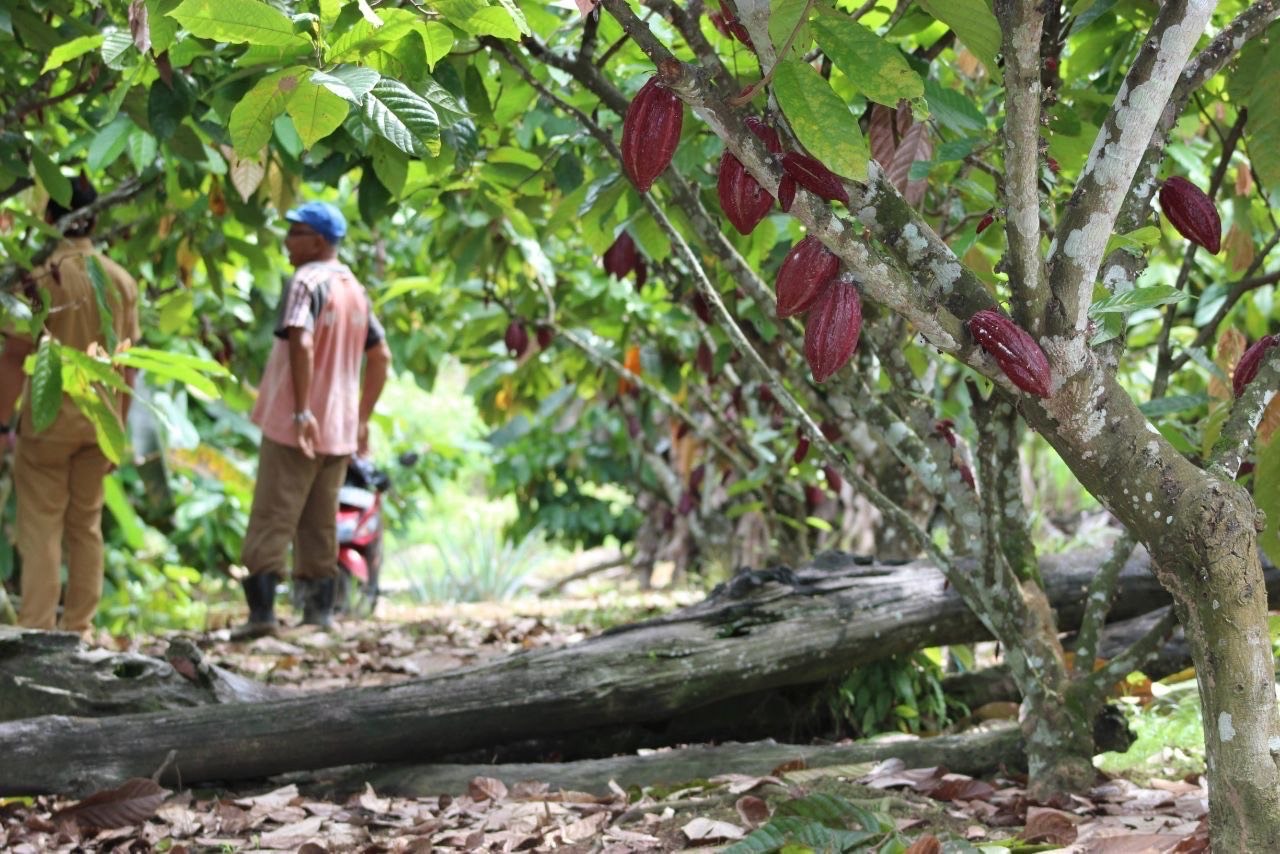 TAMBAH TARGET: Setiap tahun Disbun Berau menargetkan pertambahan perkebunan kakao sebanyak 100 hektare untuk memenuhi permintaan pasar yang semakin besar.