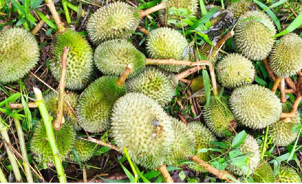 Buah durian Petah Baduruh, milik di Kelurahan Tanah Mas, Kotim, Kecamatan Baamang, jatuh sebelum waktunya. Petani pun dibayangi gagal panen. (Topan untuk Radar Sampit)