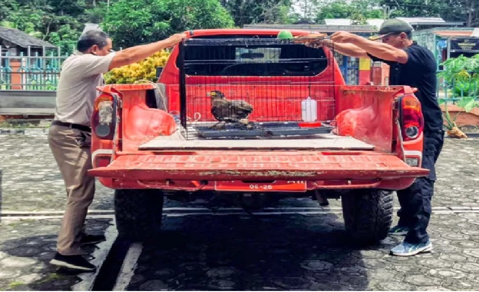 Elang Ular Bido yang akan diseleundupkan.