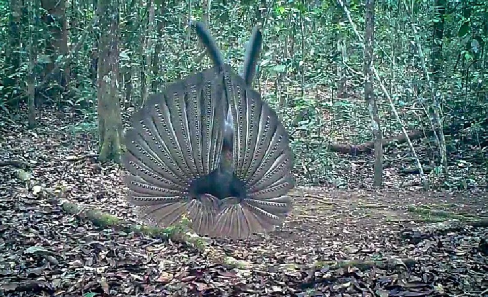 TNKM LANGKA: Kuau raja saat tertangkap camera trap Polhut Balai TNKM di Kawasan TNKM
