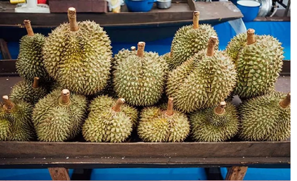 ilustrasi durian