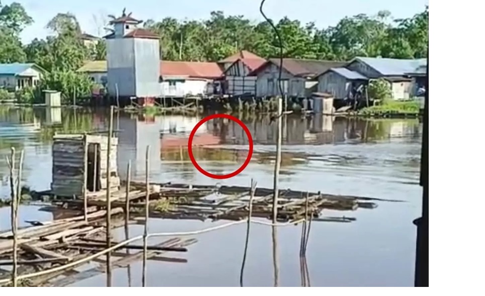 Buaya berenang di sekitar Sungai Cempaga direkam warga dekat dengan permukiman, Selasa pagi (25/11/2025). (istimewa/warga)