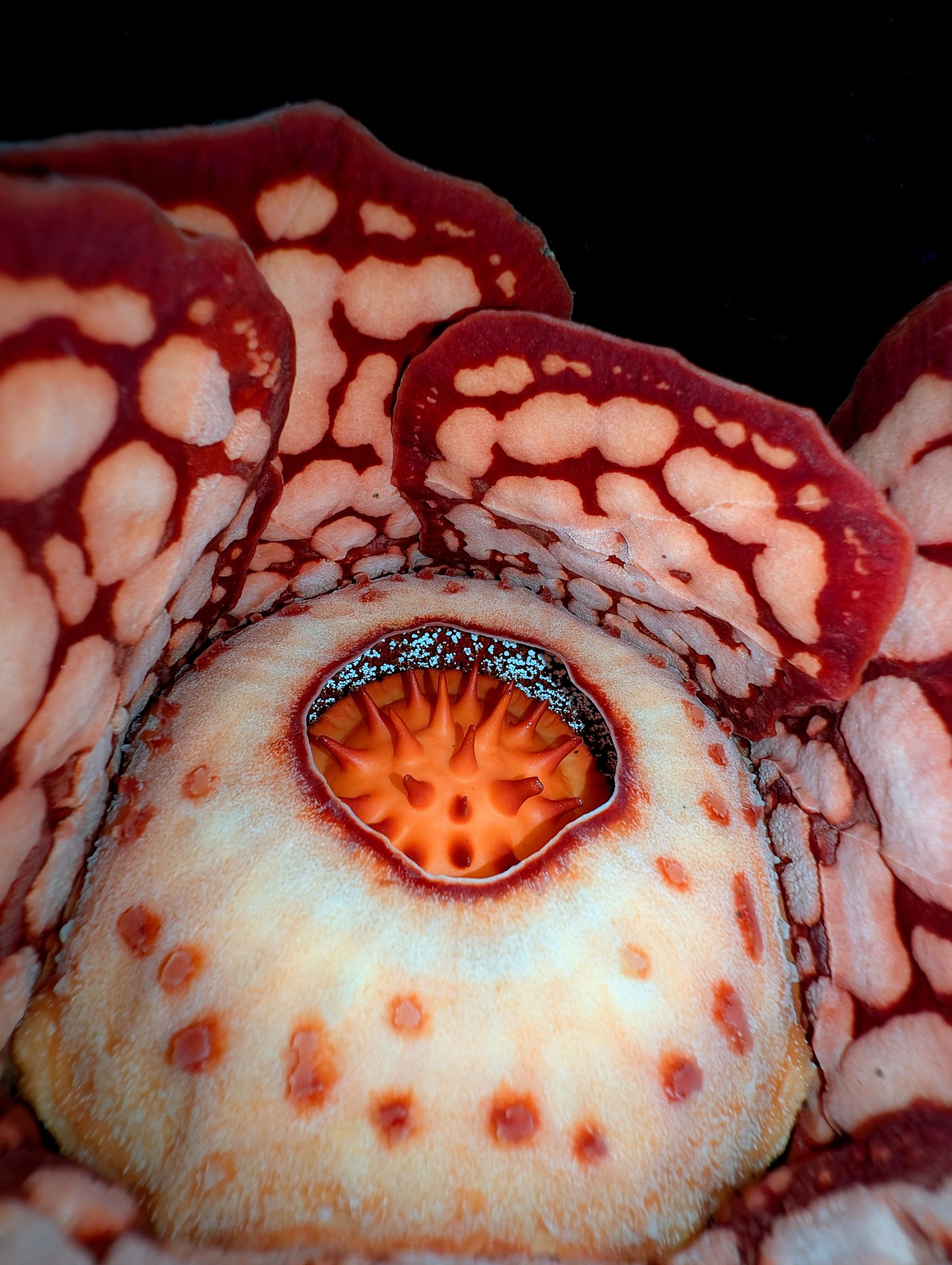 Raflesia Hasselti. (X/@thorogoodchris1)