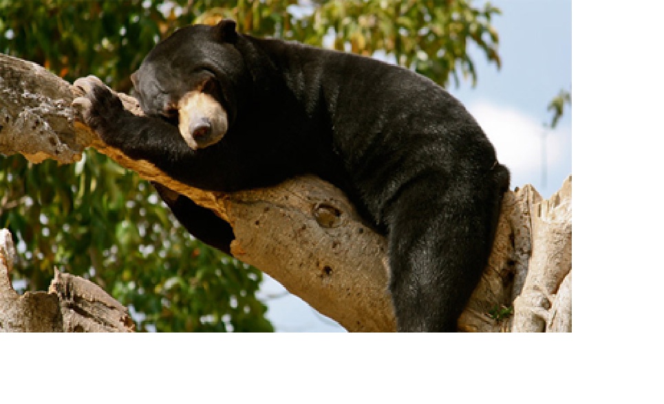 Ilustrasi beruang madu.