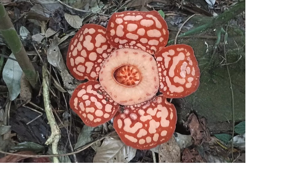 Agri Aditya saat menemukan Rafflesia Hasseltii di Kabupaten Sambas Kalimantan Barat. (Agri Aditya For PONTIANAK POST)