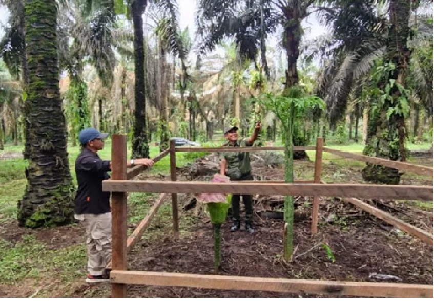 Kepala BKSDA Resort Sampit didampingi pihak perusahaan mengecek bunga bangkai jenis Titan Arum (Amorphophallus titanium) di areal kebun PT Mustika Sembuluh 3. (BKSDA Resort Sampit untuk Radar Sampit)