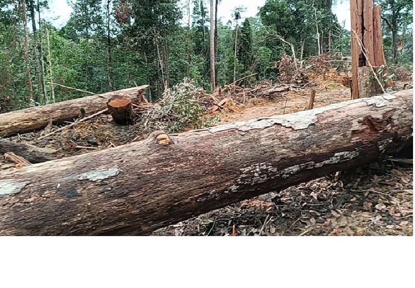 Ilustrasi pembabatan hutan.