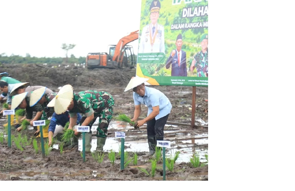 Bupati Bulungan Syarwani (paling kanan) lakukan tanam padi perdana di Lahan Cetak Sawah Rakyat seluas 98 hektare, di Desa Salimbatu. (PEMKAB BULUNGAN UNTUK HRK)