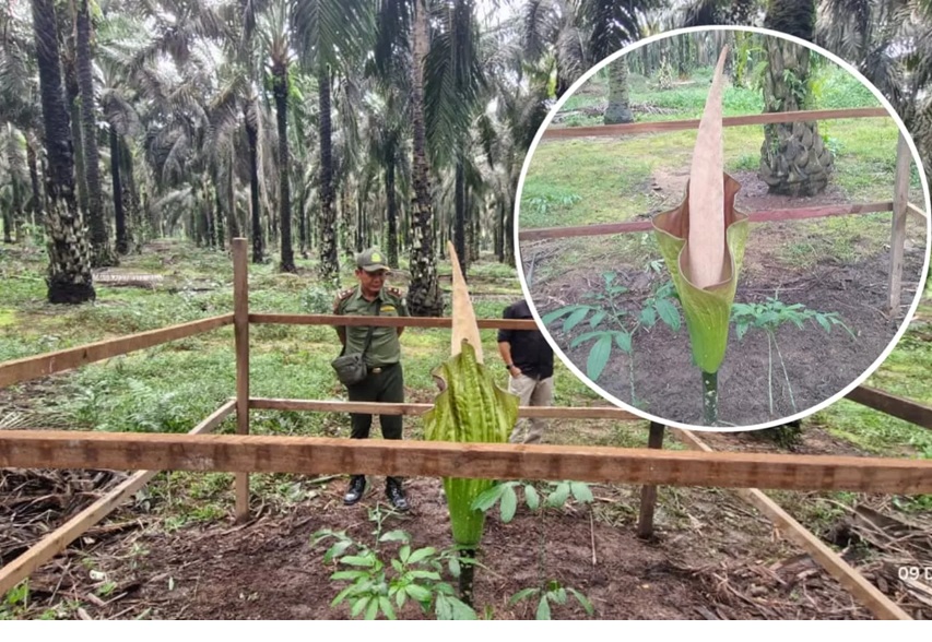 Bunga bangkai raksasa yang ditemukan di PT Mustika Sembuluh 3 dipastikan Amorphophallus hewittii, endemik Kalimantan, langka namun tidak dilindungi. (BKSDA Resort Sampit).