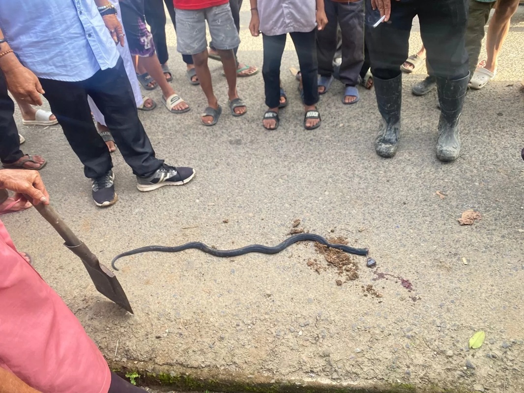 Warga Pematang, Awayan, Balangan, menyisir sekitar rumah korban usai peristiwa gigitan ular yang menewaskan seorang warga, Sabtu (13/12). (Alfian untuk Radar Banjarmasin)