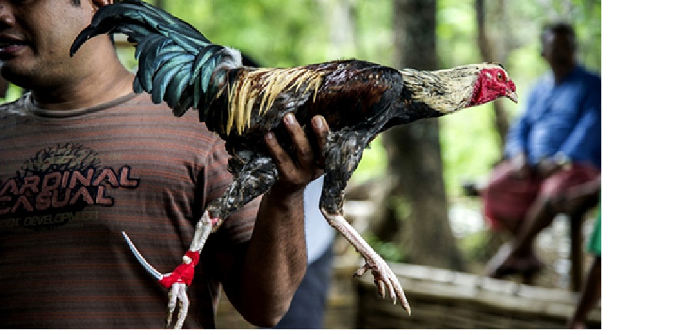 ilustrasi sabung ayam