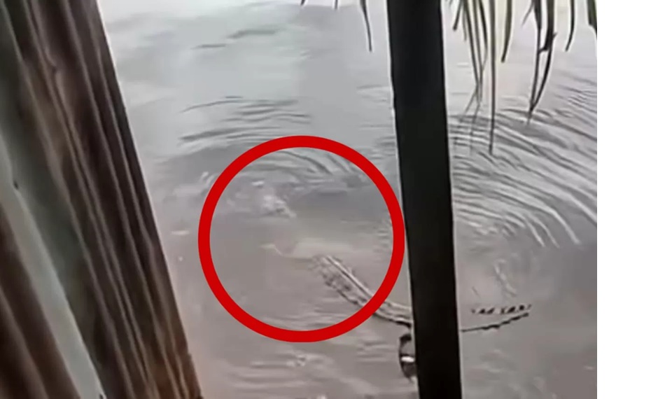 Buaya besar yang berkeliaran di dekat jamban warga di Desa Bagendang, Kecamatan Mentaya Hilir Utara, Kabupaten Kotawaringin Timur, Rabu (17/12 /2025).