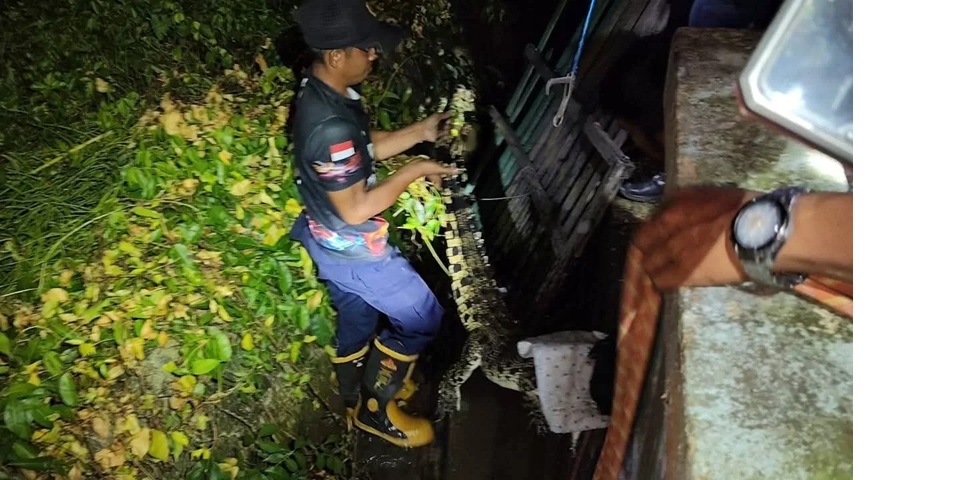 DIAMANKAN: Personel Damkar Sebatik saat mengamankan buaya berukuran dia meter. (DOK DAMKAR NUNUKAN)