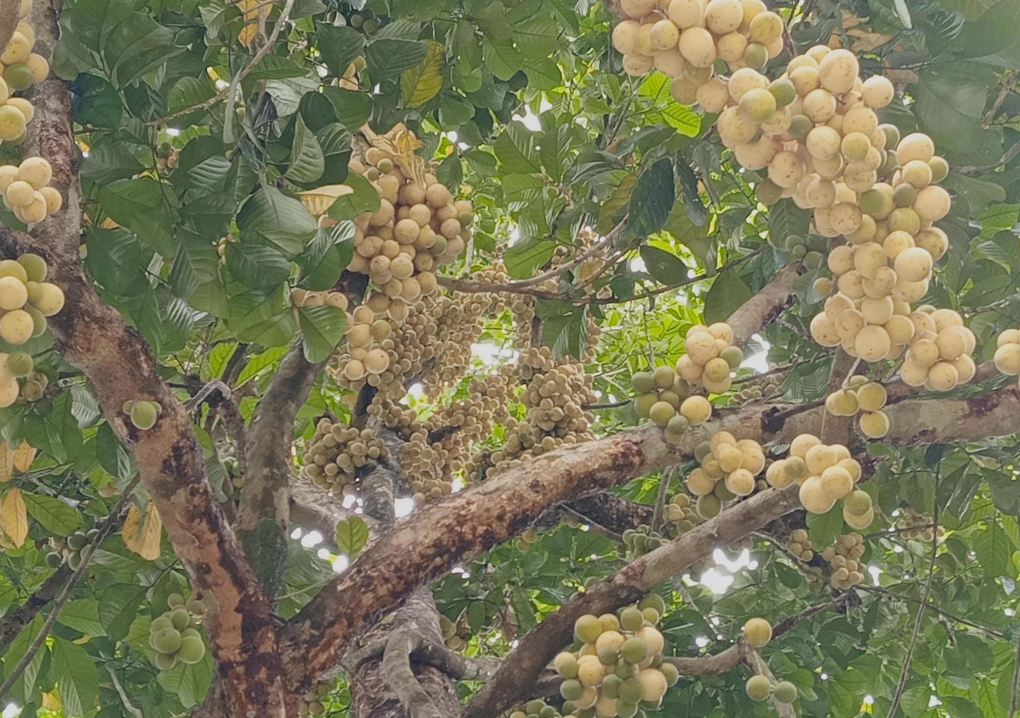LEBAT: Langsat Lanbau berbuah lebat di pohon nya. (Foto: Ahmad Sarpani)