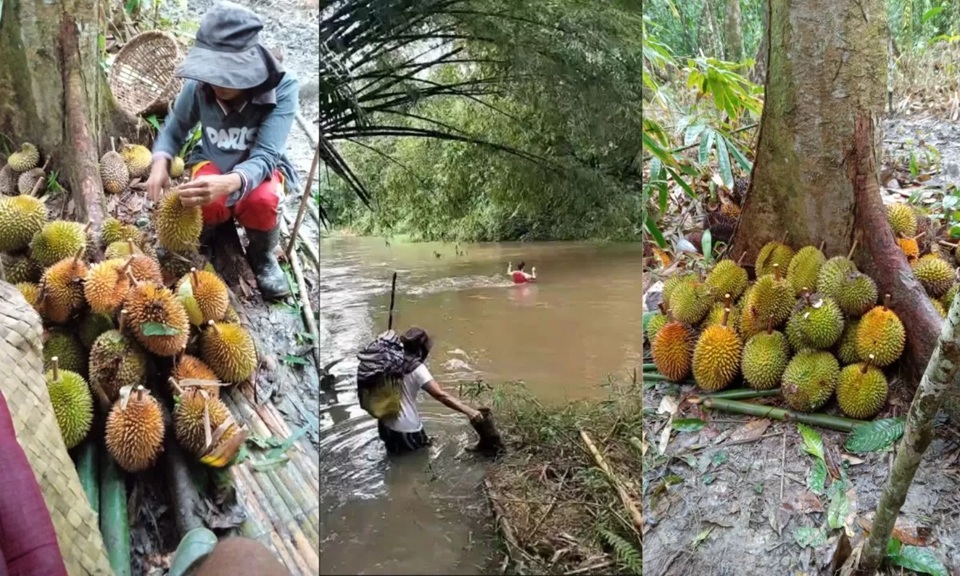 Warga Dusun Sawah, Desa Sanatab Kecamatan Sajingan Besar Kabupaten Sambas mesti menyeberang sungai saat panen durian pada Kamis (8/1). Durian dusun ini menarik pembeli hingga ke Malaysia. (ISTIMEWA)