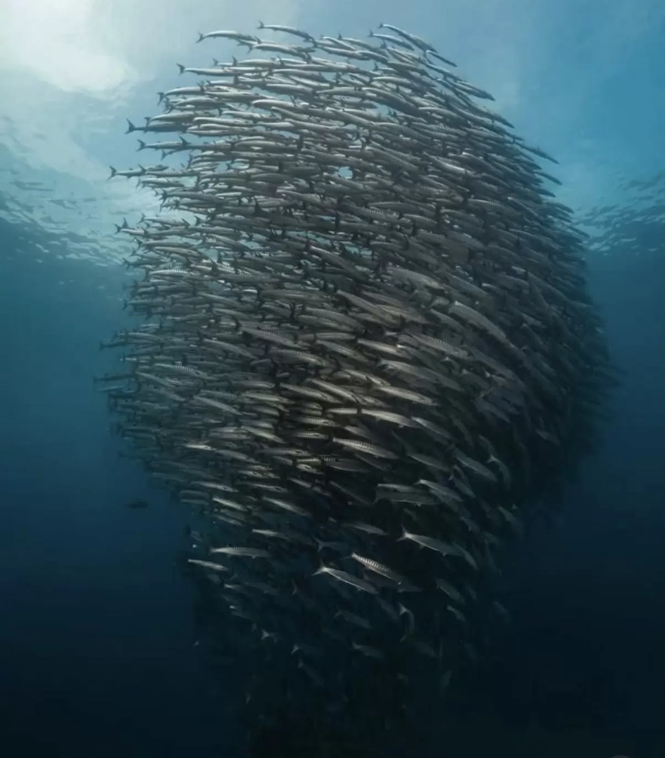 Potensi wisata barakuda di perairan Maratua sebagai daya tarik unggulan wisata bahari Kabupaten Berau. (ISTIMEWA)