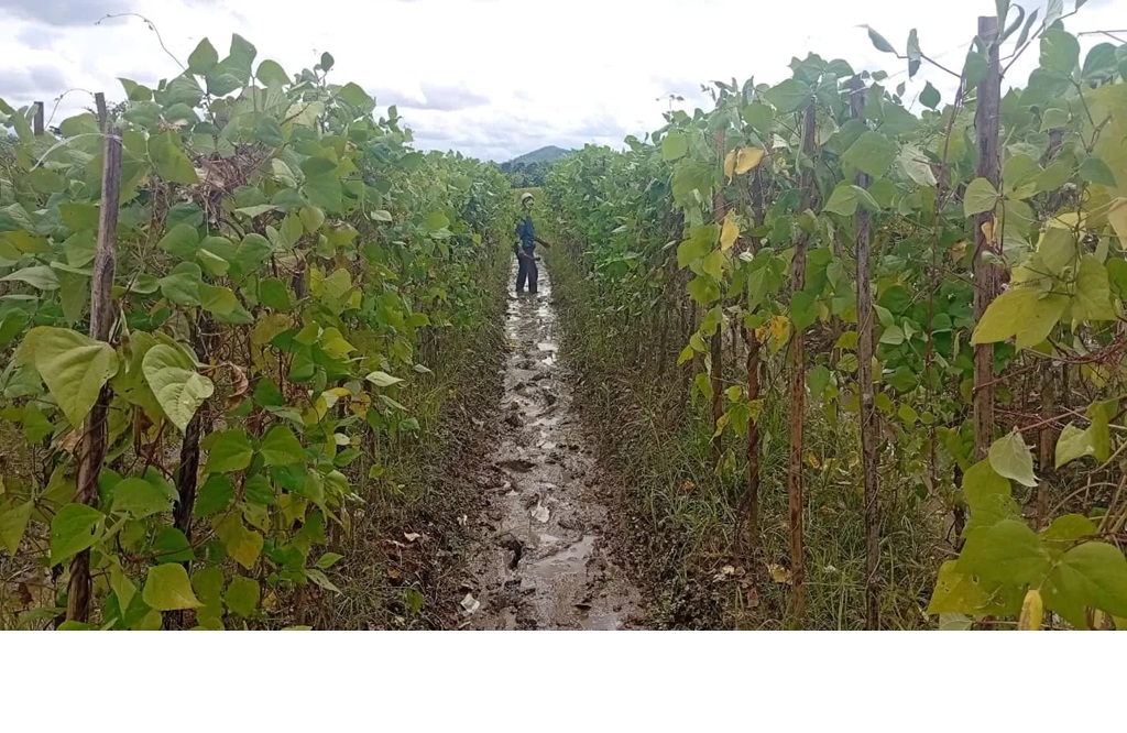 Area kebun warga di Padang Batung yang ditutupi banjir lumpur material tambang, dan membuat tanah menjadi masam. (M Padil Ihsan/Radar Banjarmasin)