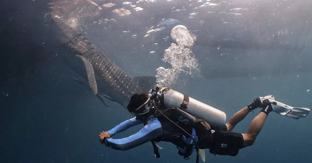 PT Pertamina International Shipping (PIS) mendukung konservasi populasi hiu paus (Rhincodon typus) dengan menandai (tagging) 4 ekor hiu paus di perairan Kepulauan Derawan, Kalimantan Timur.(Istimewa).