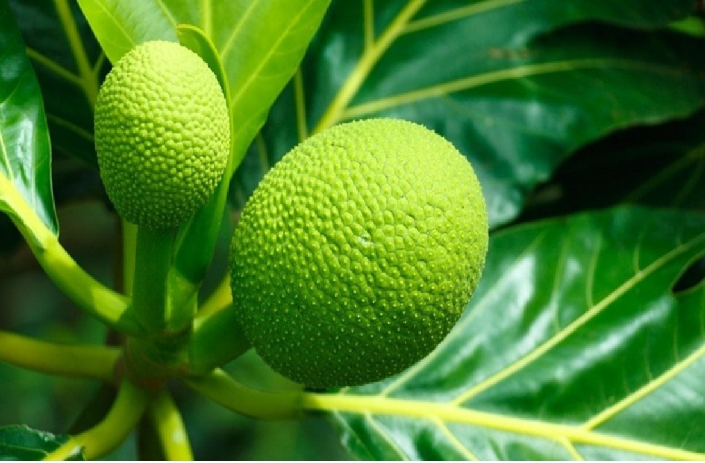 Ilustrasi buah dan daun sukun.