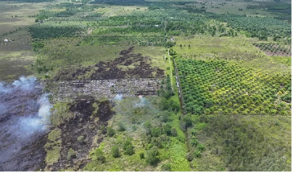 Kebakaran lahan di wilayah Desa Ujung Pandaran, Kecamatan Teluk Sampit, Kamis (Kamis (15/1/2026). (BPBD Kotim)