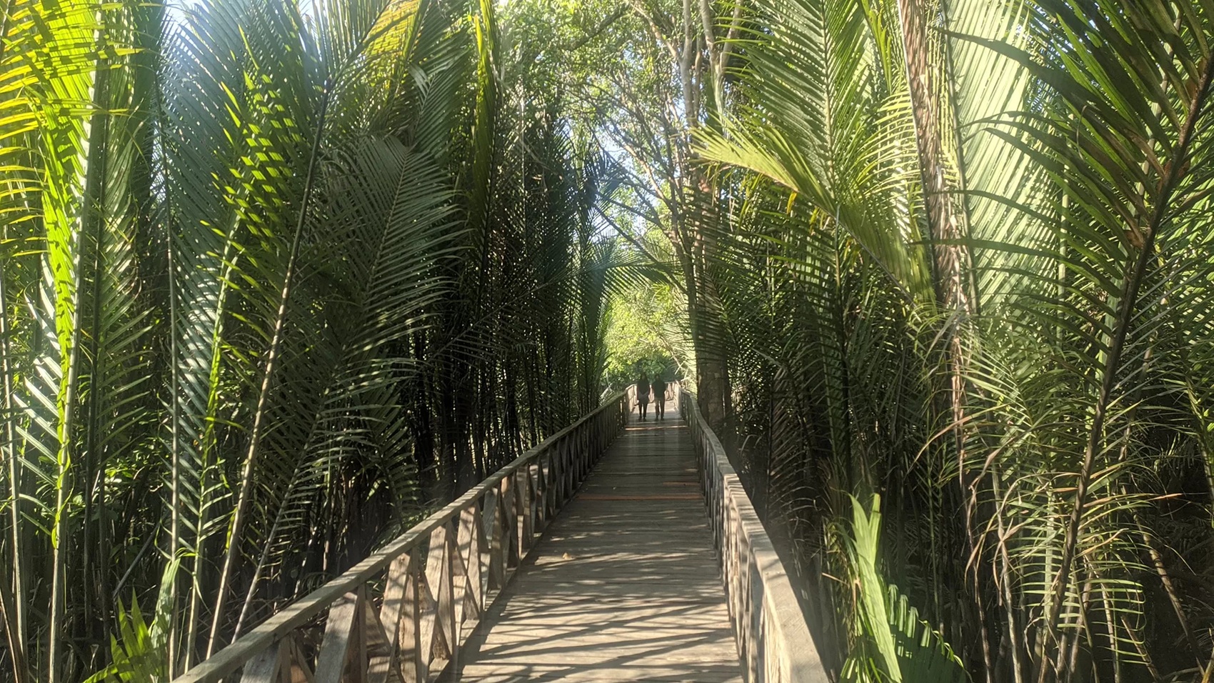 Mangrove yang berada di dalam kawasan hutan tercatat seluas 140.478,98 hektare. Luasan tersebut salah satunya nipah 1.085,82 hektare. (HRK)