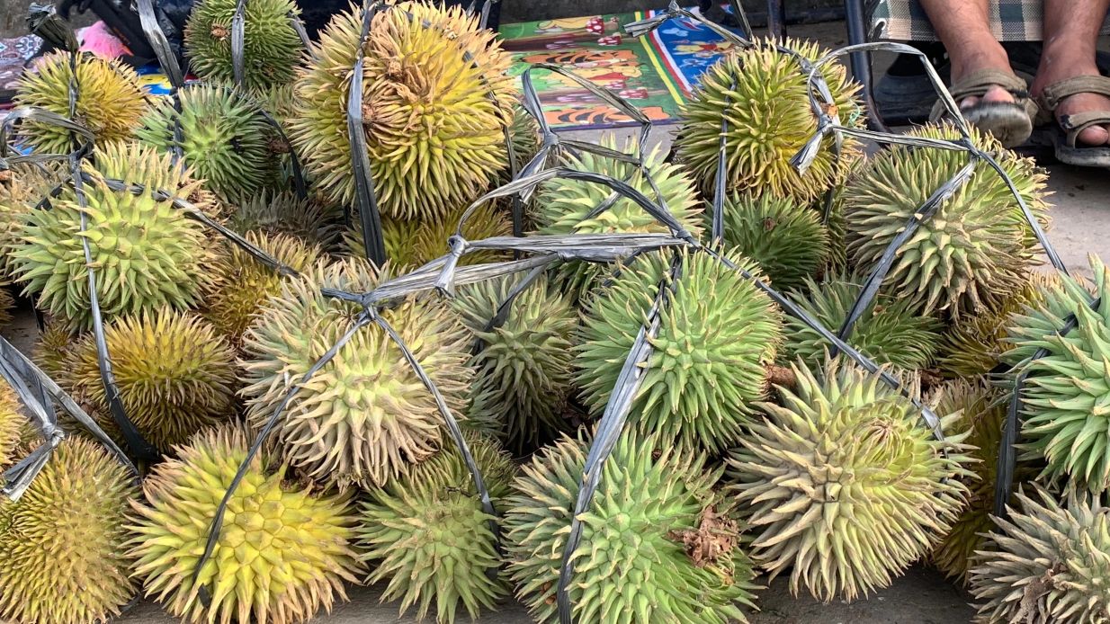 UNIK: Durian Tetungun khas Kalimantan yang di jual oleh Ismail pedagang durian di area Pasar Buah Lama, Malianu Kota. (DIPA/RADAR TARAKAN)