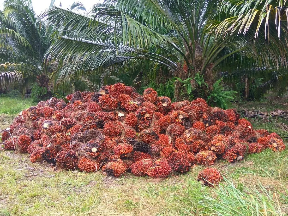 Ilustrasi sawit.