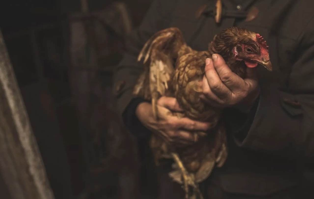 lIlustrasi mencuri ayam. (Freepik)