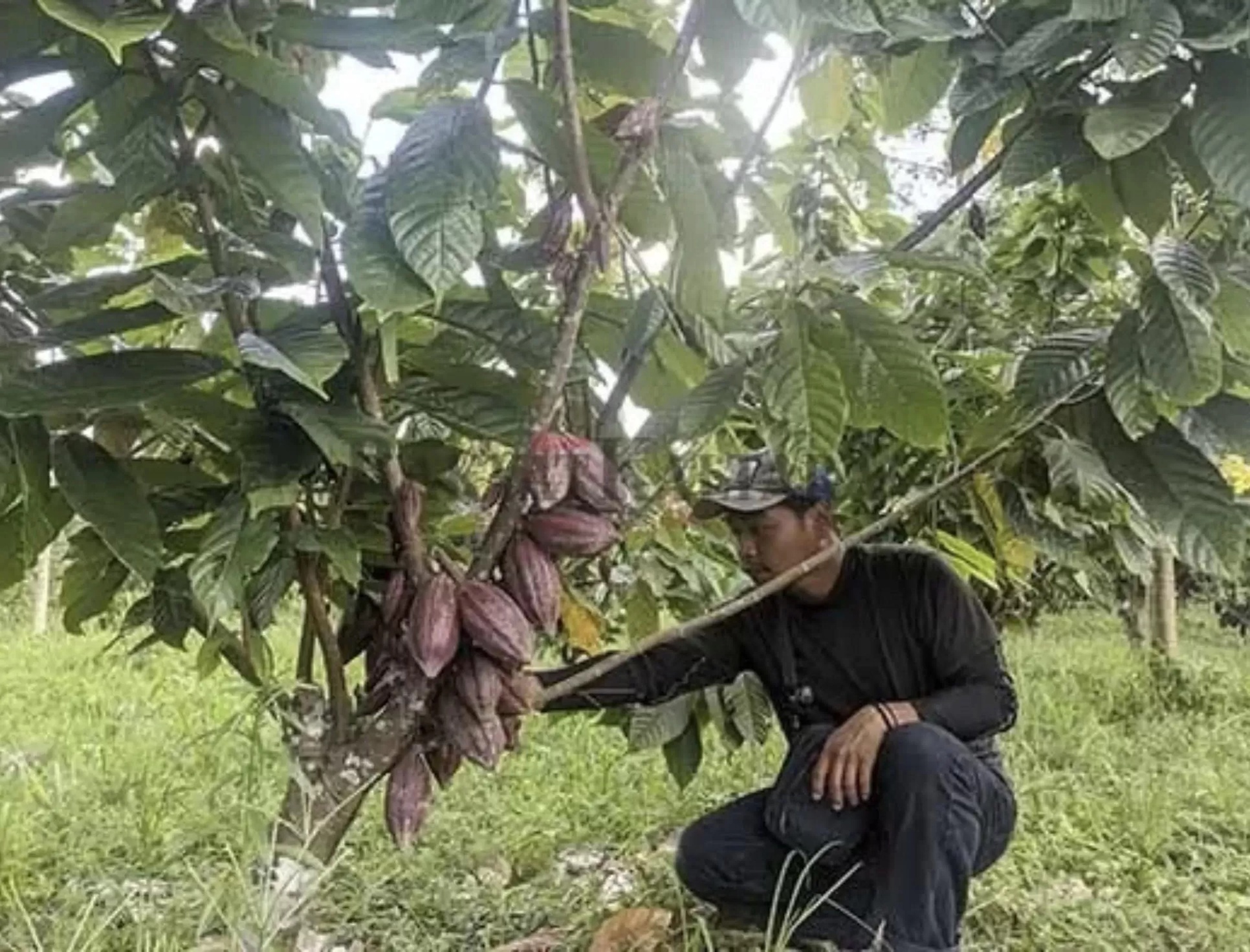 Kakao menunjukkan peran strategis dalam meningkatkan pendapatan masyarakat. (HRK)