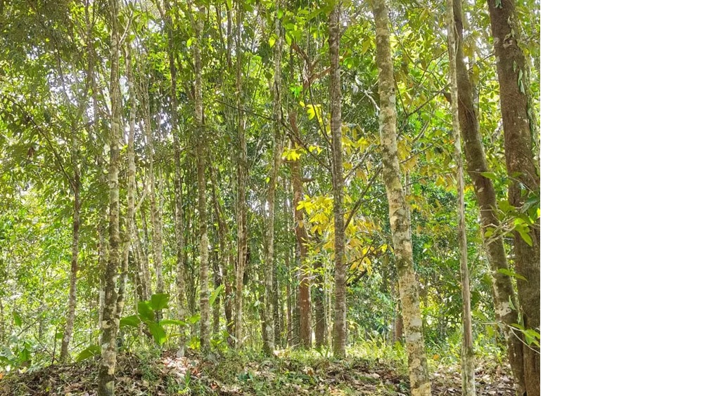BERNILAI: Salah satu kebun Gaharu yang dimiliki masyarakat pedalaman Sungai Tubu. (DIPA/RADAR TARAKAN)