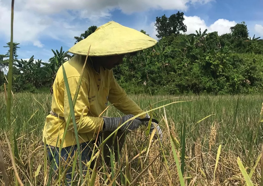 BERGESER: Petani Malinau yang sedang melakukan panen padi pada triwulan ke-3 di Kabupaten Malinau. (DIPA/RADAR TARAKAN)