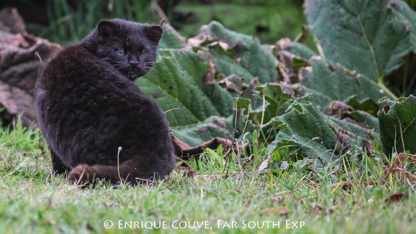 Kodkod Melanistik atau Gui&ntilde;a. Hewan asli wilayah tengah dan selatan Chile. Merupakan kucing liar terkecil di Benua Amerika, dengan berat rata-rata hanya sekitar 2,2 kg (5 lbs). (enrique couve)