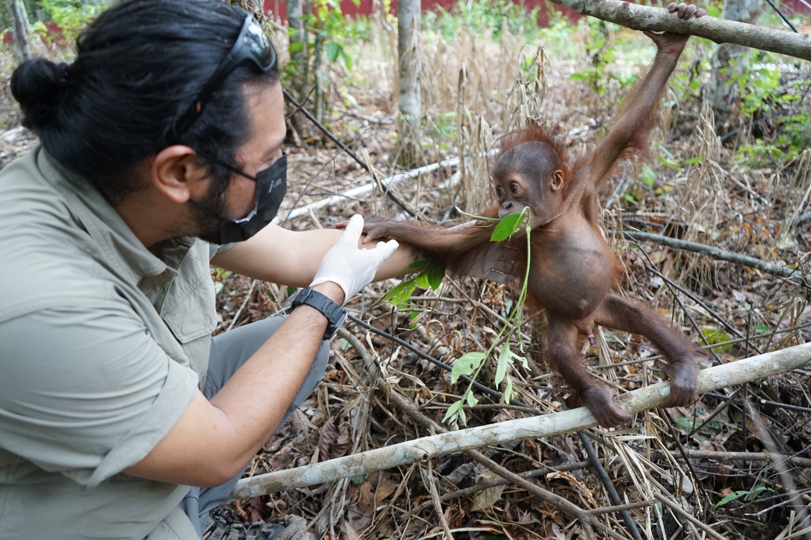 Bayi orangutan yang diberi nama Jack.