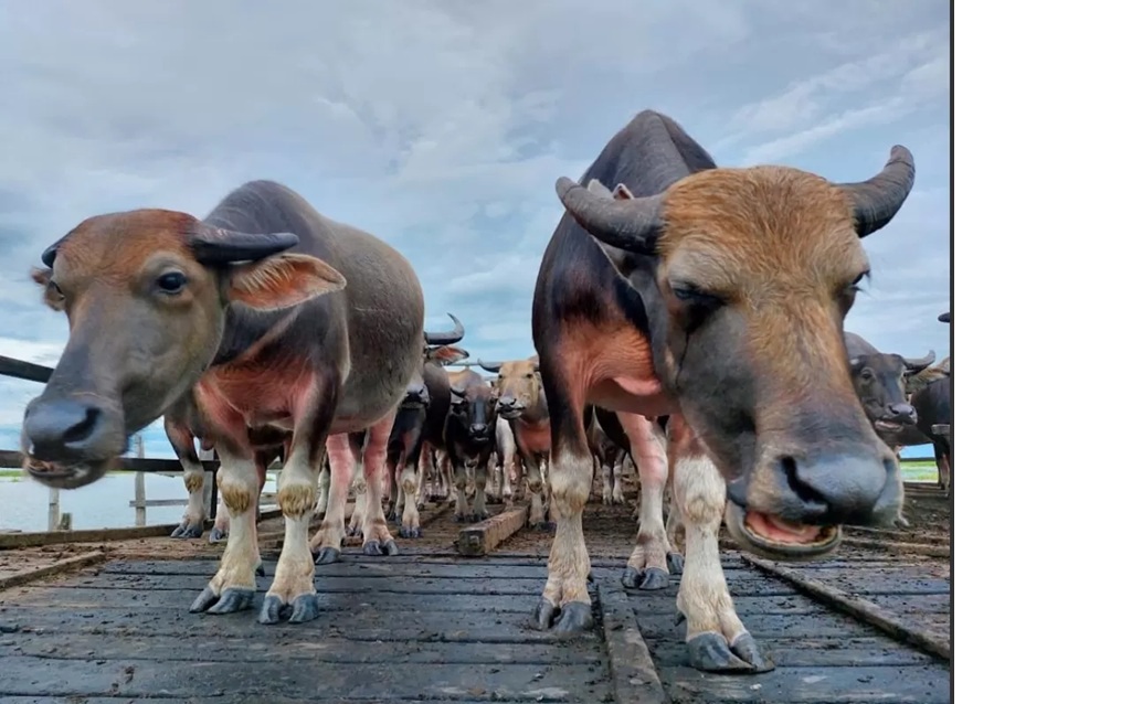 JINAK: Kerbau rawa di Dusun Awang Lanadas, Desa Sungai Buluh, HST. (FOTO: JAMALUDDIN/RADAR BANJARMASIN).
