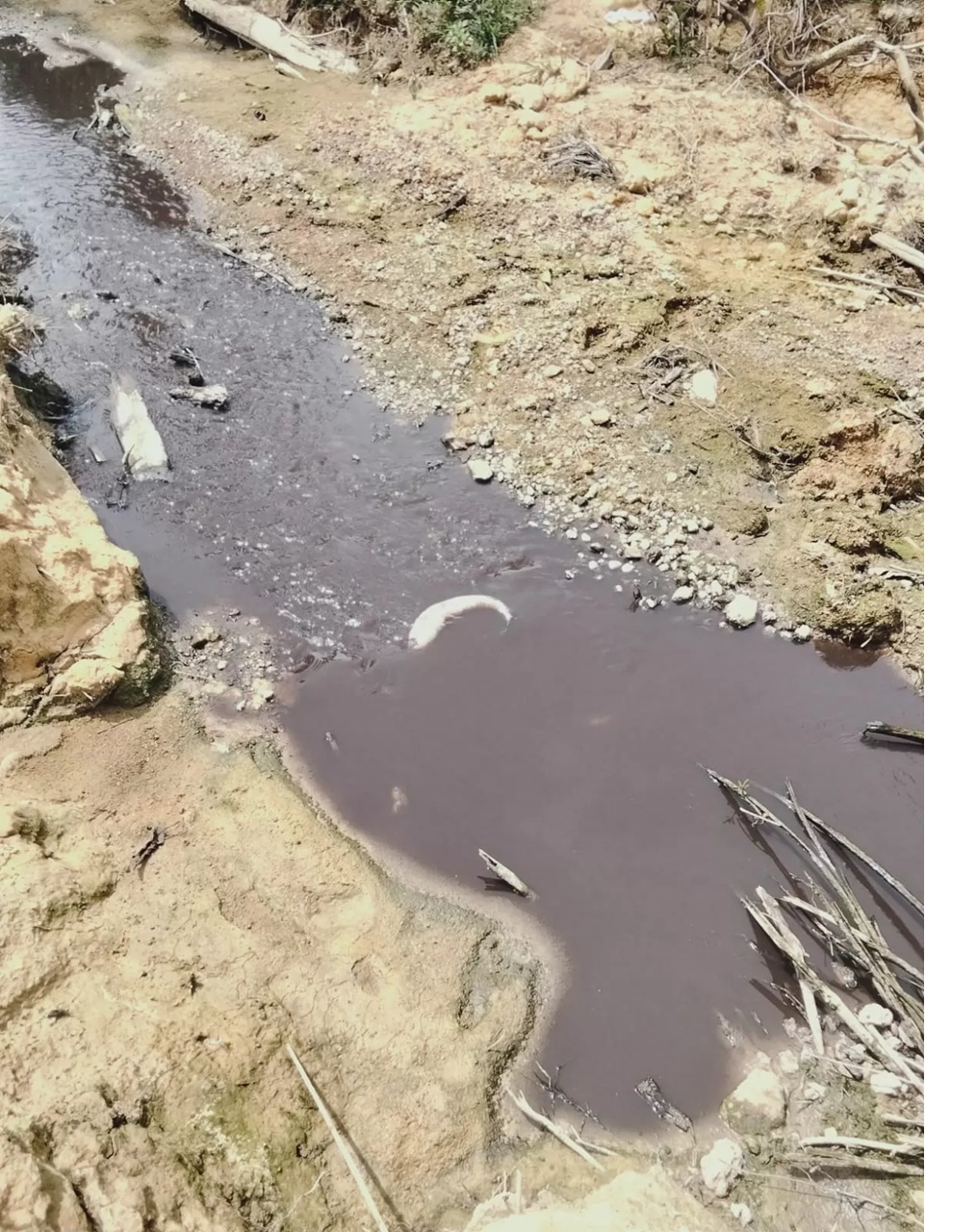 MIRIS : Kondisi sungai Tujung yang menjadi sumber air masyarakat diduga tercemar limbah yang mengakibatkan ikan mati dan membahayakan masyarakat.