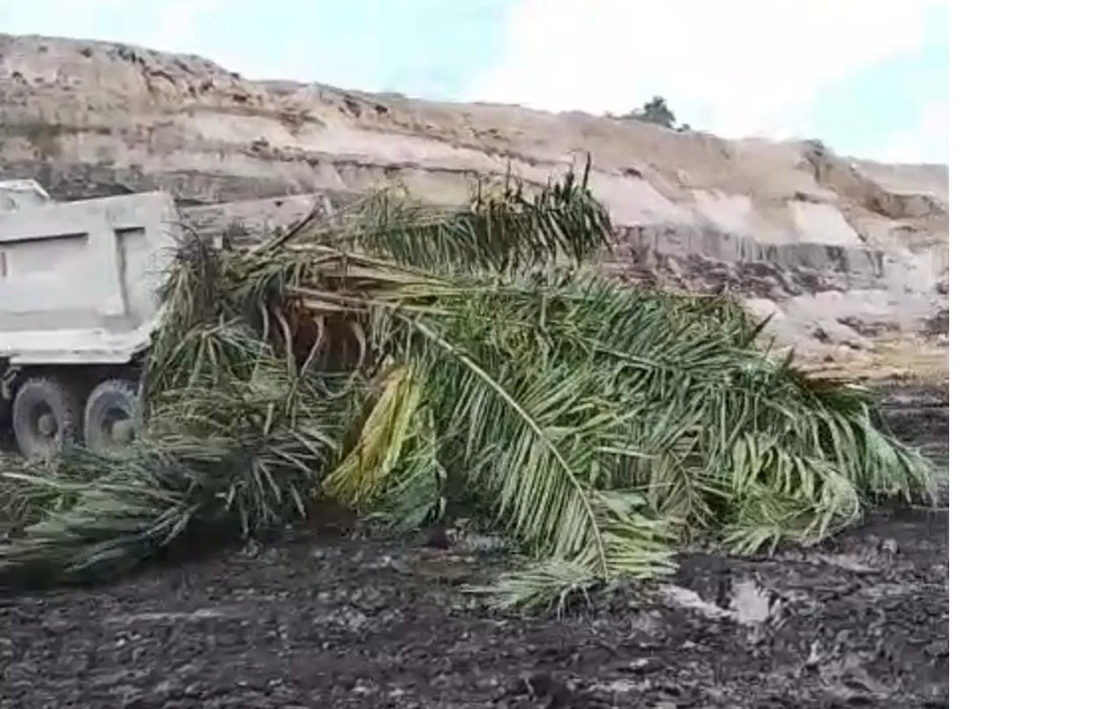 DITEBANG: Tampak pohon kelapa sawit yang sudah ditebang. (DOK WARGA)