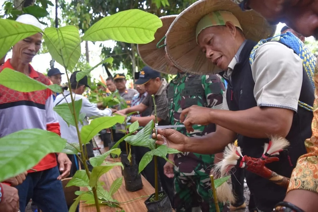 BIBIT KAKAO: Bupati Bulungan saat menyalurkan bibit kakao kepada petani. (DOK PEMKAB BULUNGAN)