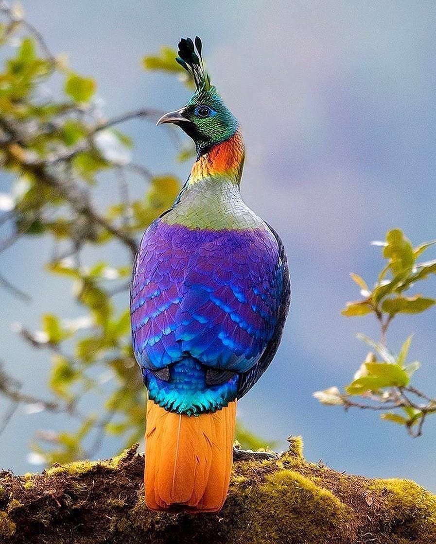 Himalayan Monal penghuni tetap zona dataran tinggi, dari Afghanistan hingga Tibet.