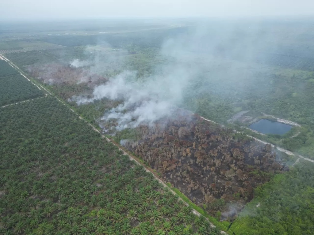Kebakaran lahan gambut di Kotim.