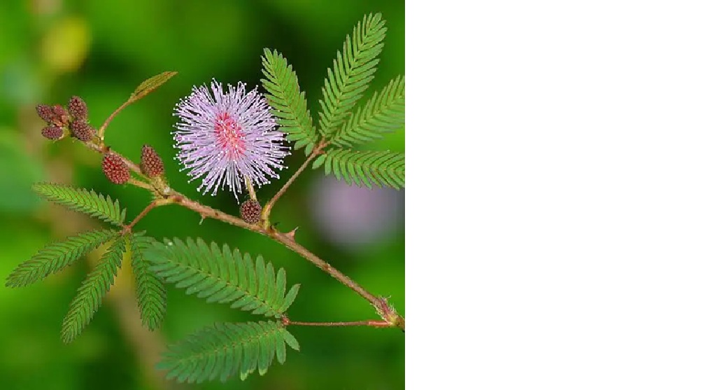 Putri malu (Mimosa pudica L)
