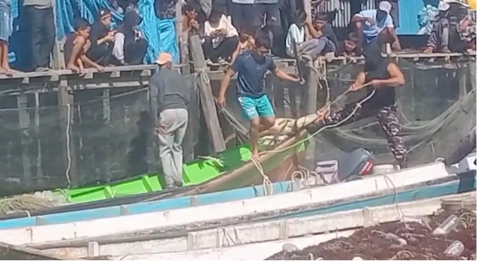 PERBURUAN : Warga melakukan pencarian dan menangkap seekor buaya di perairan Mamolo usai adanya anak menjadi korban.