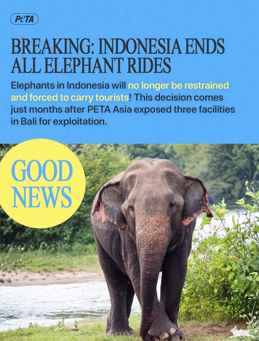 ilustrasi gajah
