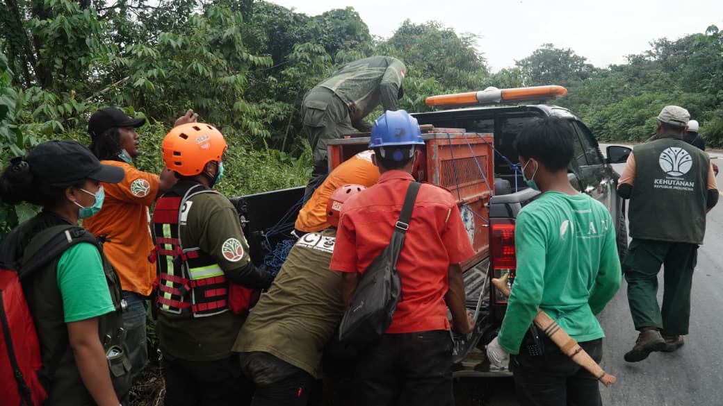 Pemindahan orangutan.
