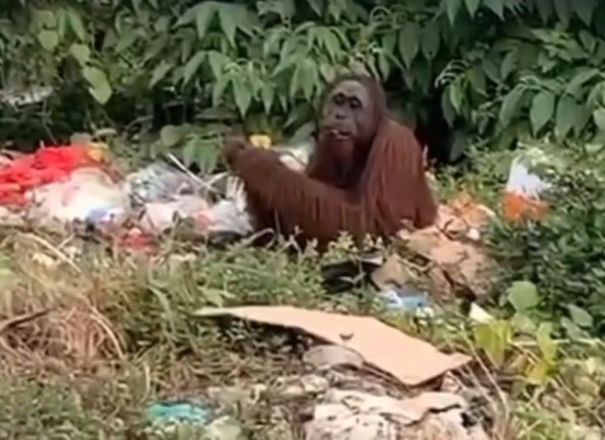 Orangutan yang mencari makan di tempat sampah.